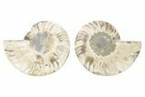 Cut & Polished, Agatized Ammonite Fossil - Madagascar #223127-1